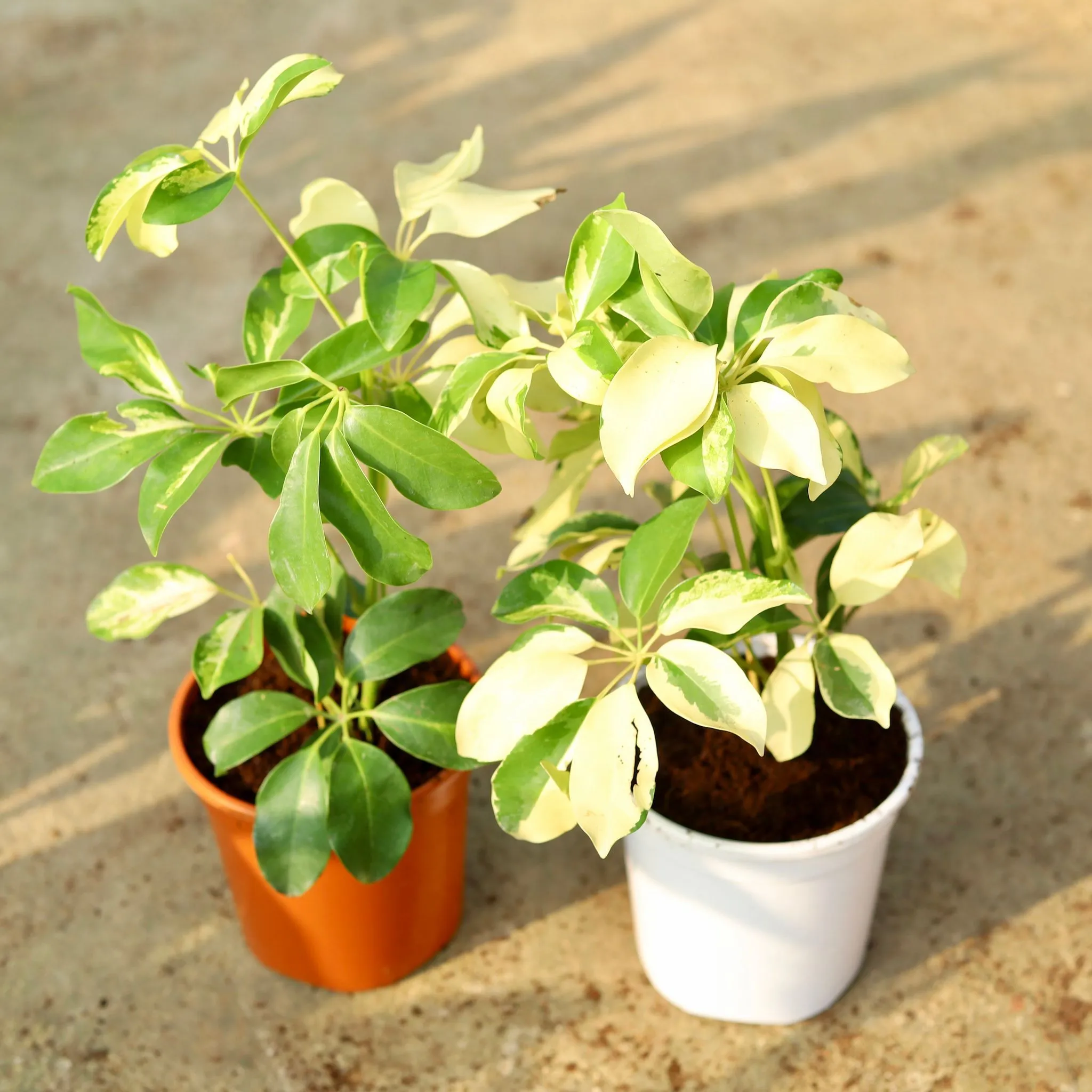 Set of 2 - Schefflera Brassia in 6 Inch Red & White Nursery Pot