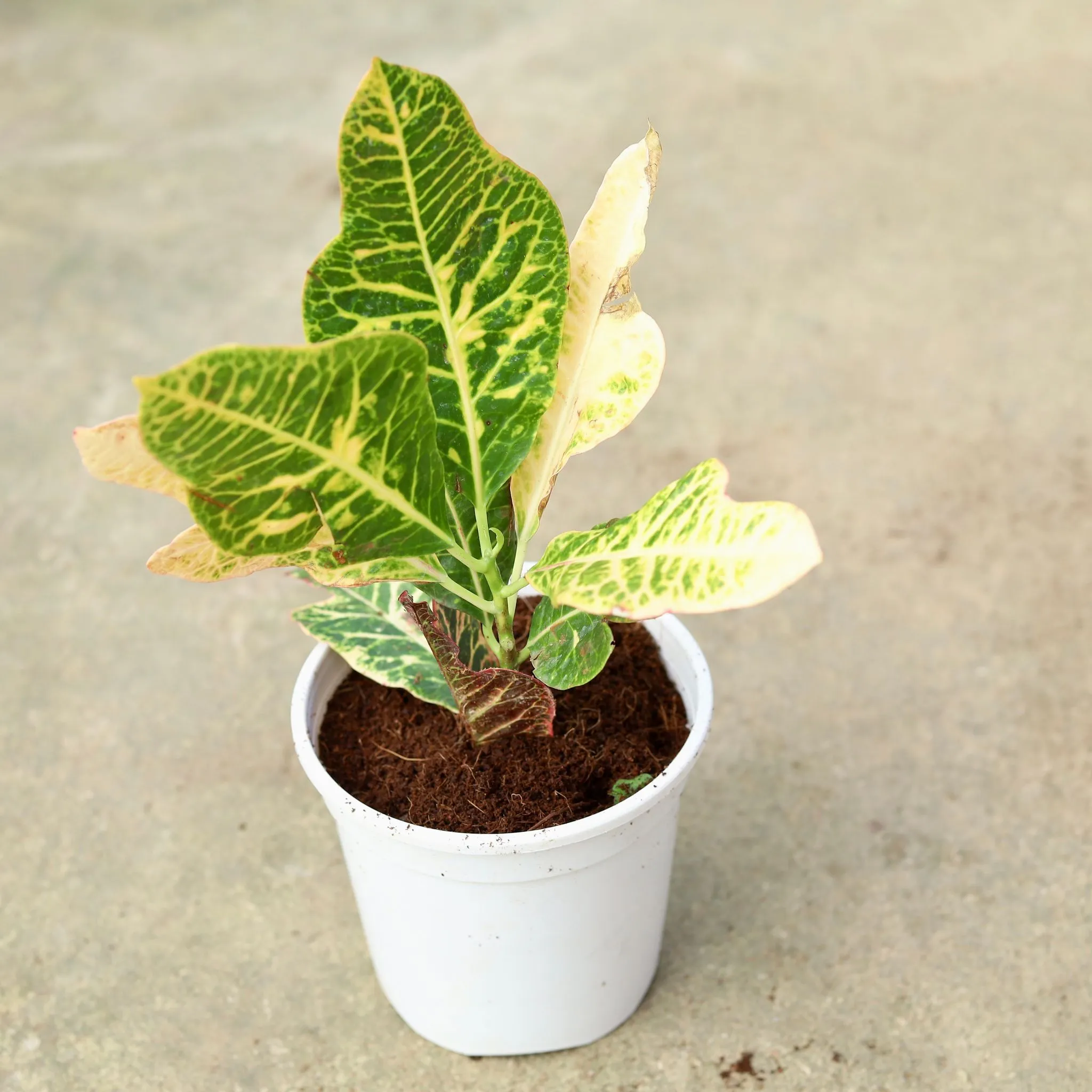 Croton Oakleaf in 6 Inch White Nursery Pot