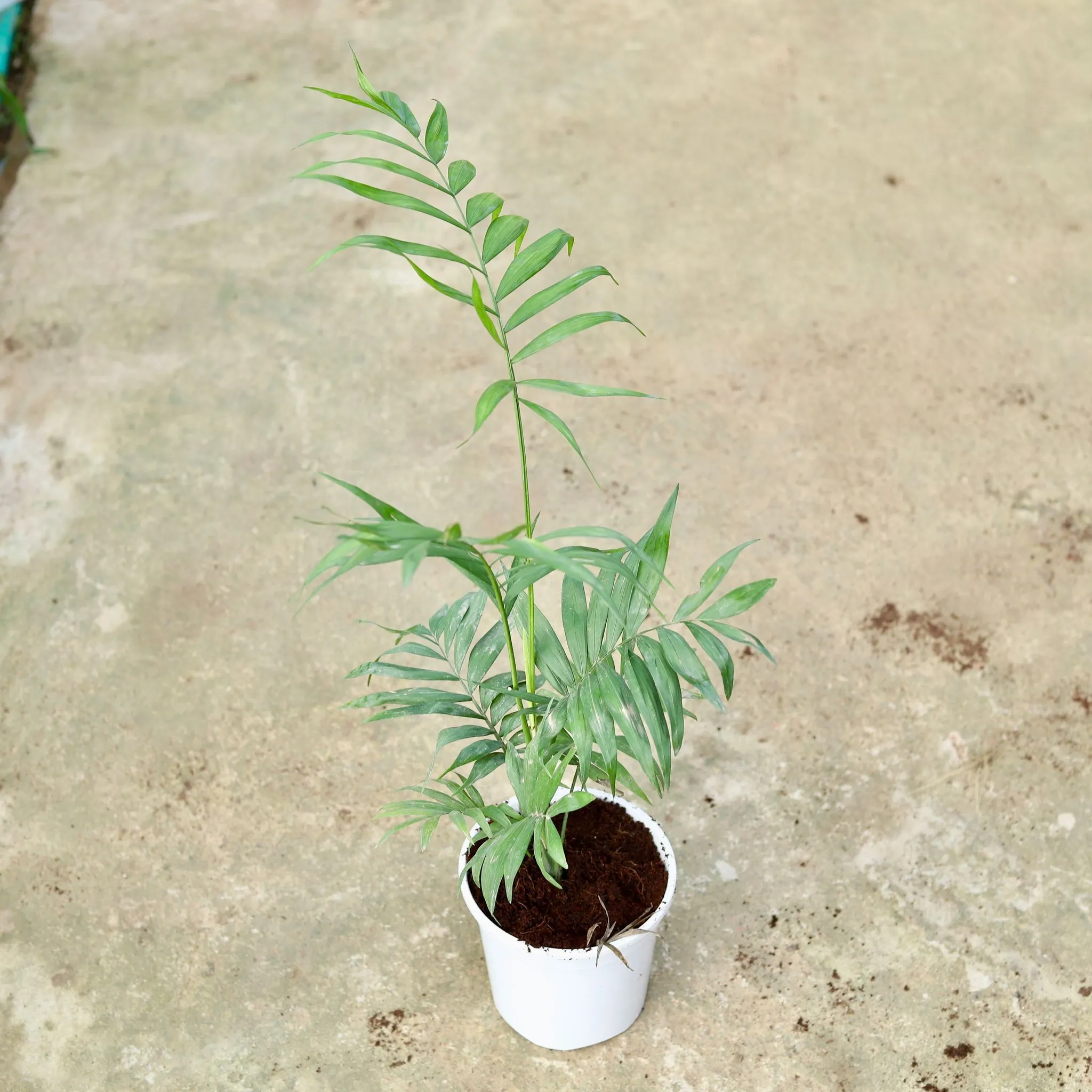 Chameadorea Palm in 6 Inch White Nursery Pot