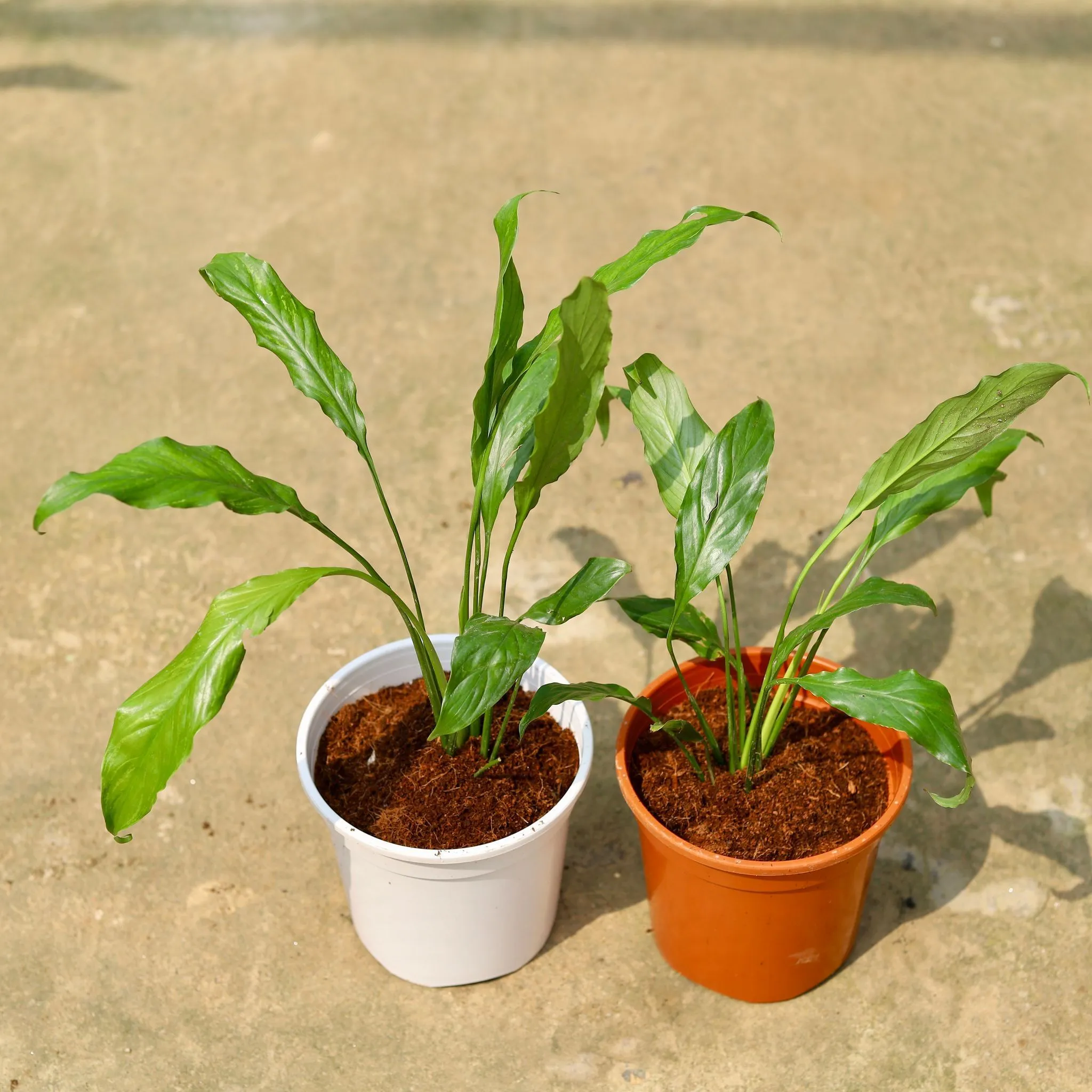 Set of 2 - Peace Lily (any colour) in 6 Inch Red & White Nursery Pot
