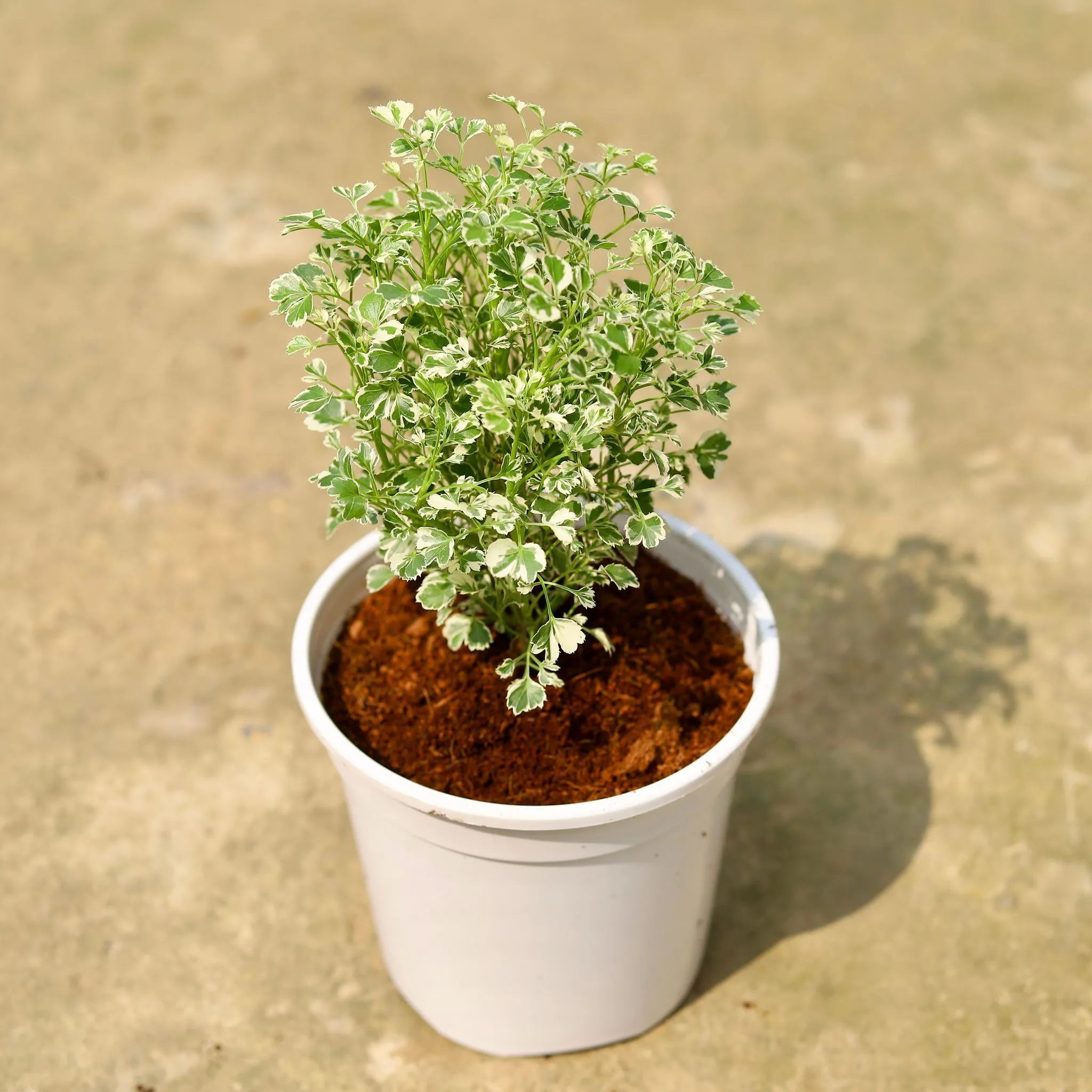 Aralia White Variegated in 6 Inch White Nursery Pot