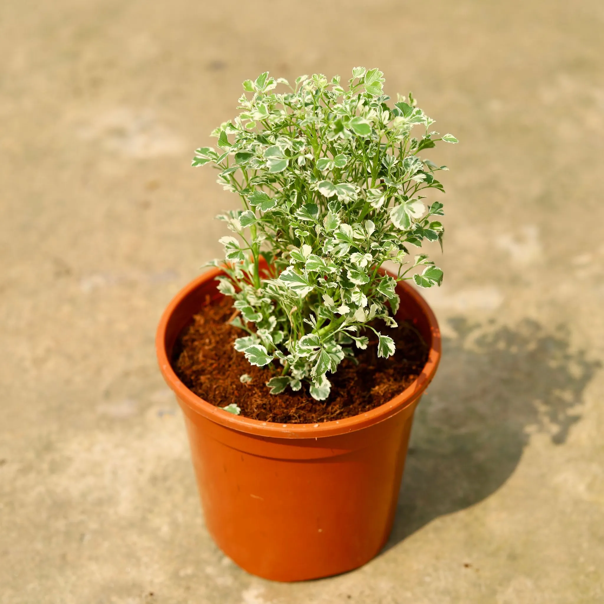 Aralia White Variegated in 6 Inch Red Nursery Pot