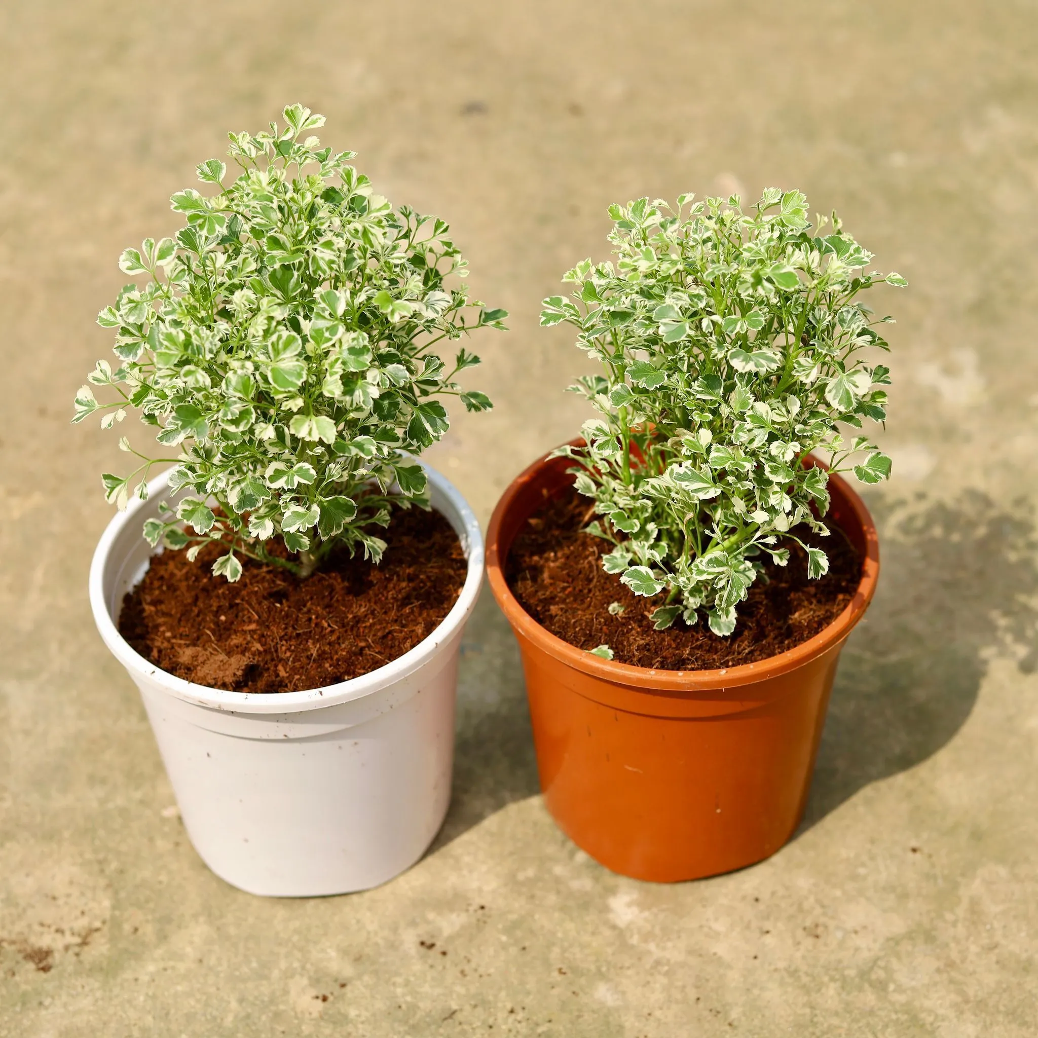 Set of 2 - Aralia White Variegated in 6 Inch Red & White Nursery Pot