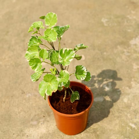 Aralia Dinner Plate in 6 Inch Red Nursery Pot