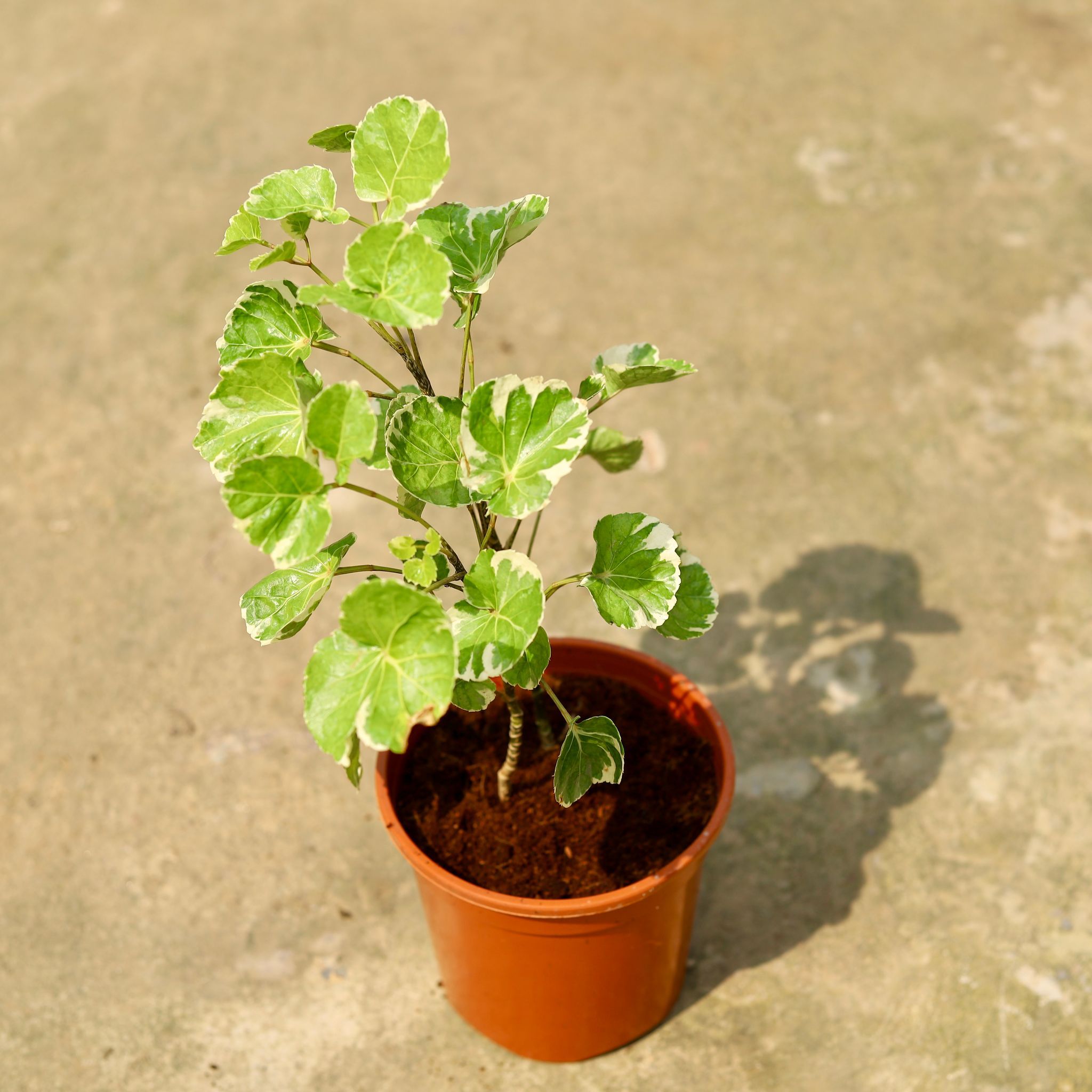 Aralia Dinner Plate in 6 Inch Red Nursery Pot