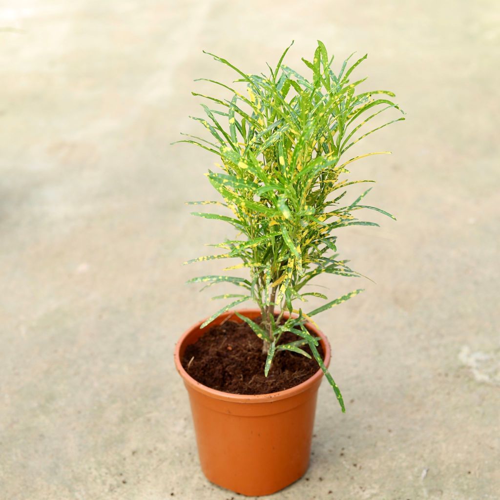 Buy Chironji Croton In 6 Inch Red Nursery Pot Online | Urvann.com Chironji Croton in 6 Inch Red Nursery Pot