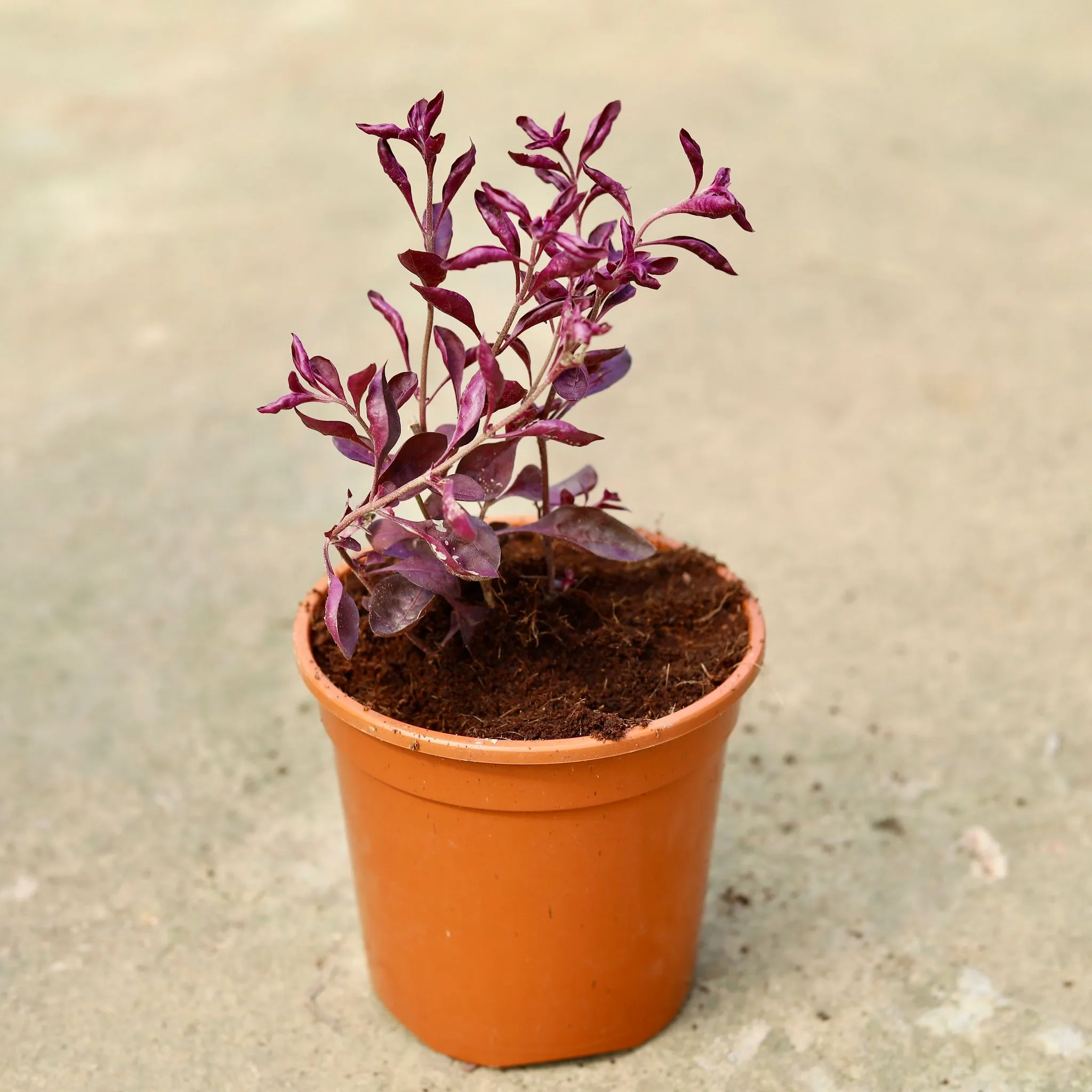Laal Badshah in 6 Inch Red Nursery Pot