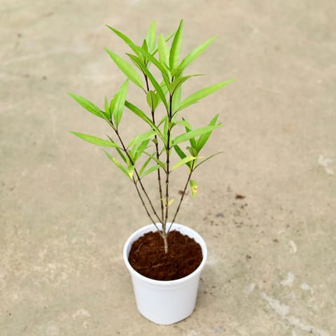 Sukh Shanti in 6 Inch White Nursery Pot