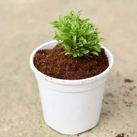 Alternatra green in 6 Inch White Nursery Pot