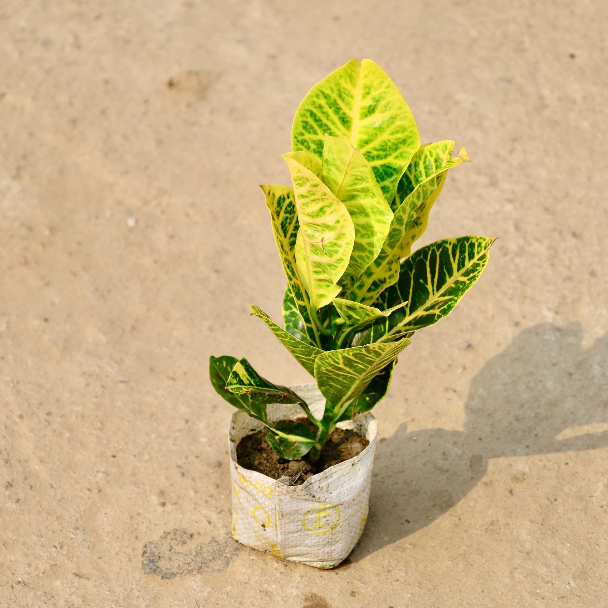 Croton Petra in 4 Inch Nursery Bag