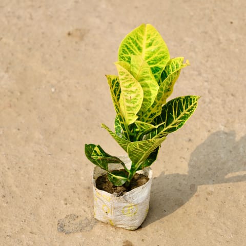 Croton Petra in 4 Inch Nursery Bag