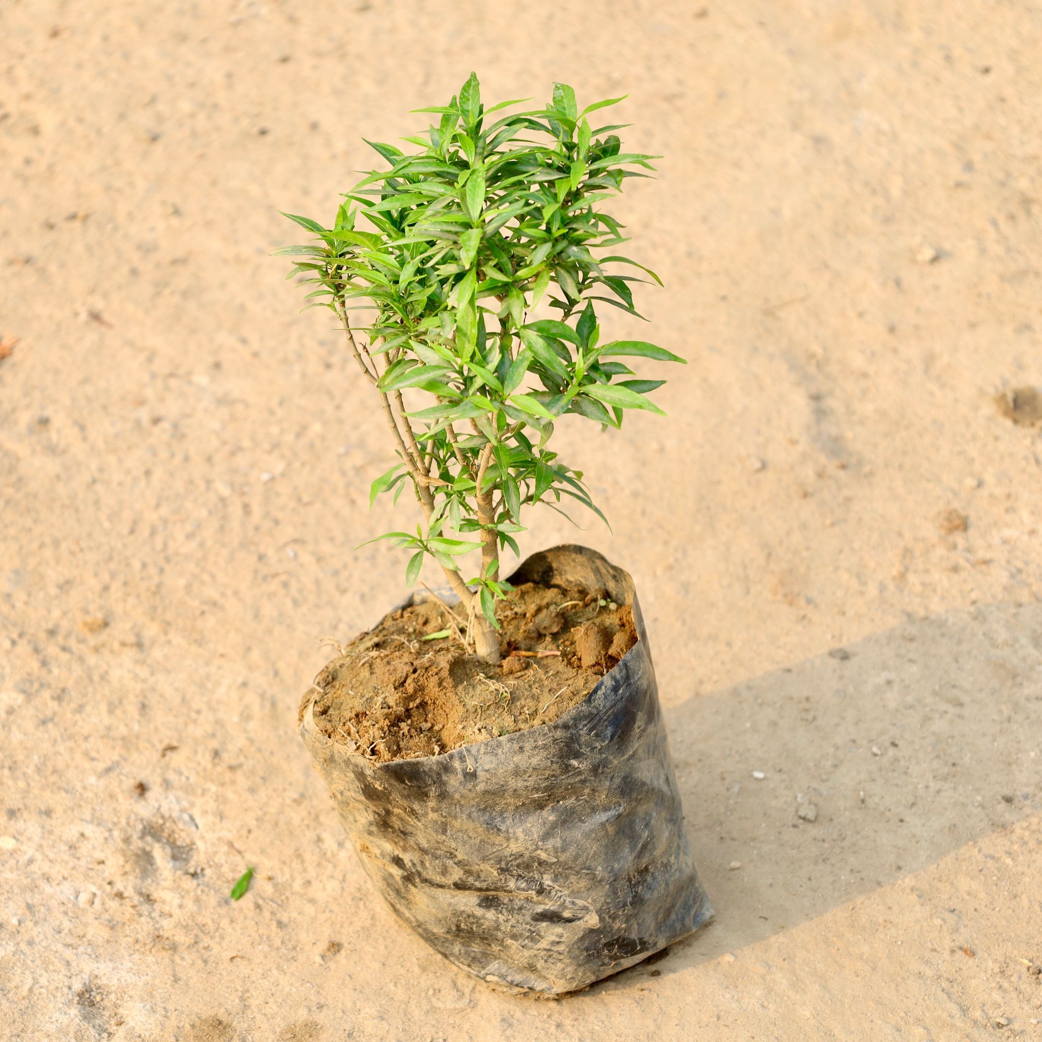 Chandni Dwarf in 8 Inch Nursery Bag