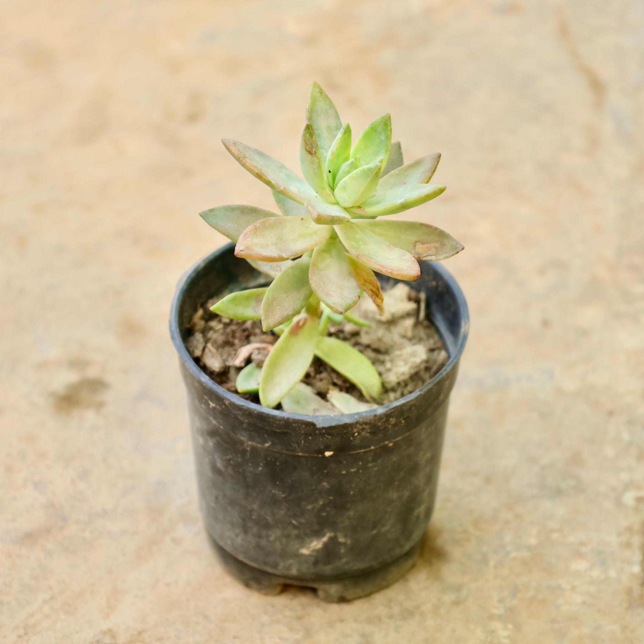 Sedum Adorn in 4 Inch Nursery Pot