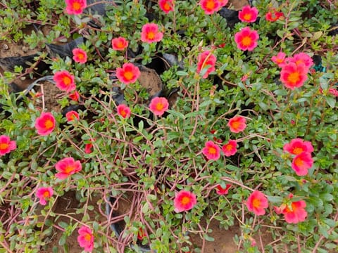 Set of 5 - Portulaca Moss Rose (Any Colour) in 3 Inch Nursery Bag