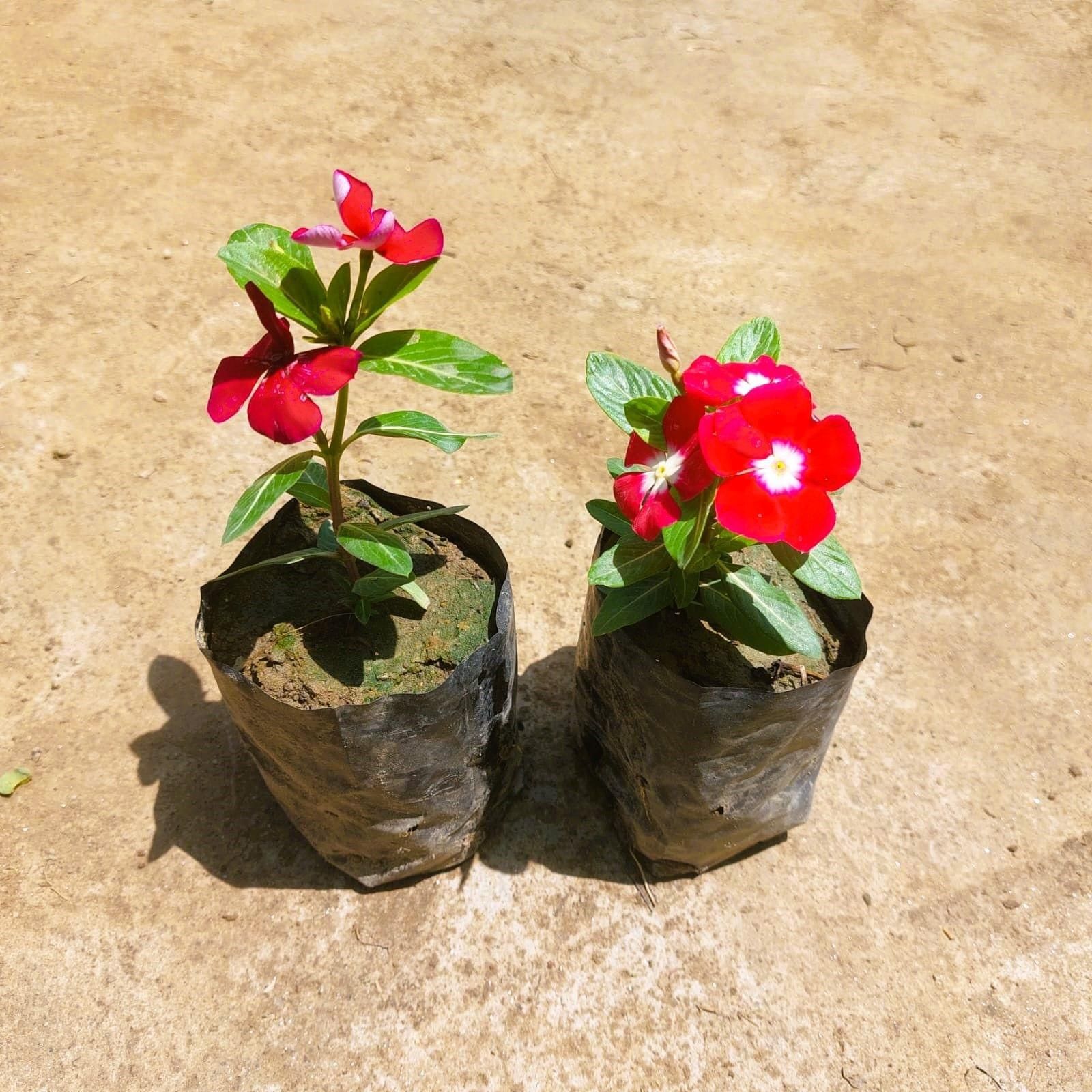 Set of 2 - Vinca / Periwinkle / Sadabahar (any colour) in 3 Inch Nursery bag