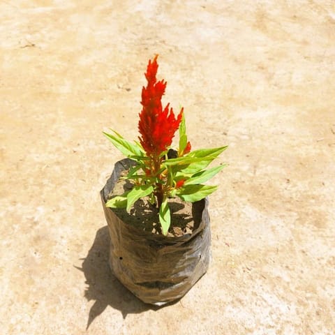 Celosia / Cockscomb Red in 3 Inch Nursery Bag