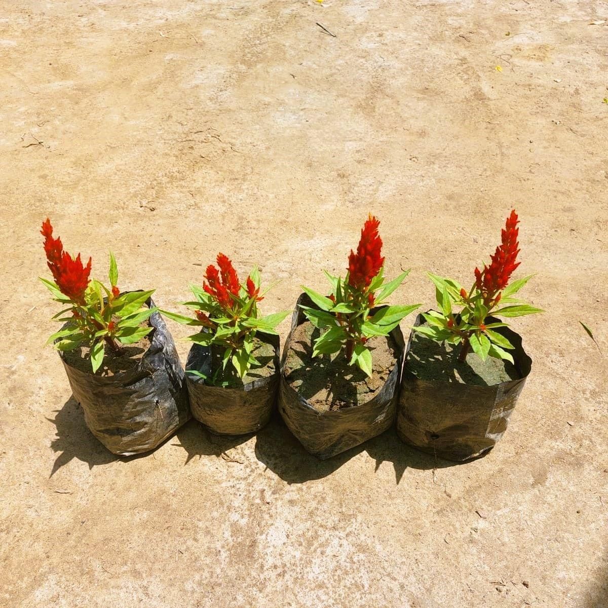 Set of 4 - Celosia / Cockscomb (any colour) in 3 Inch Nursery bag