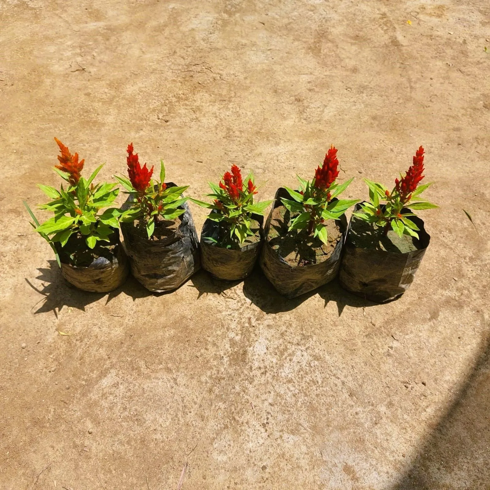 Set of 5- Celosia / Cockscomb (any colour) in 3 Inch Nursery bag