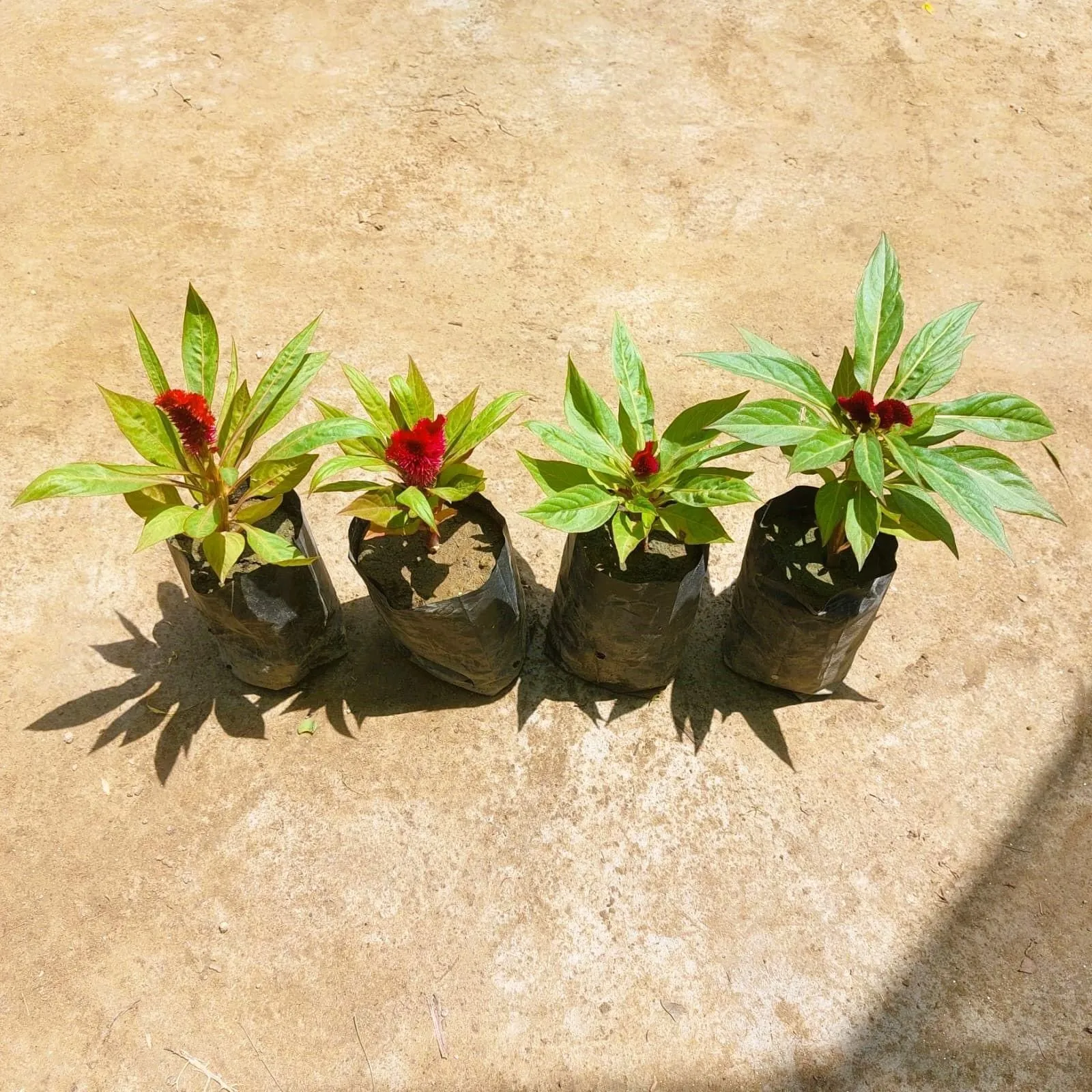 Set of 4 - Celosia / Cockscomb (any colour) in 3 Inch Nursery bag