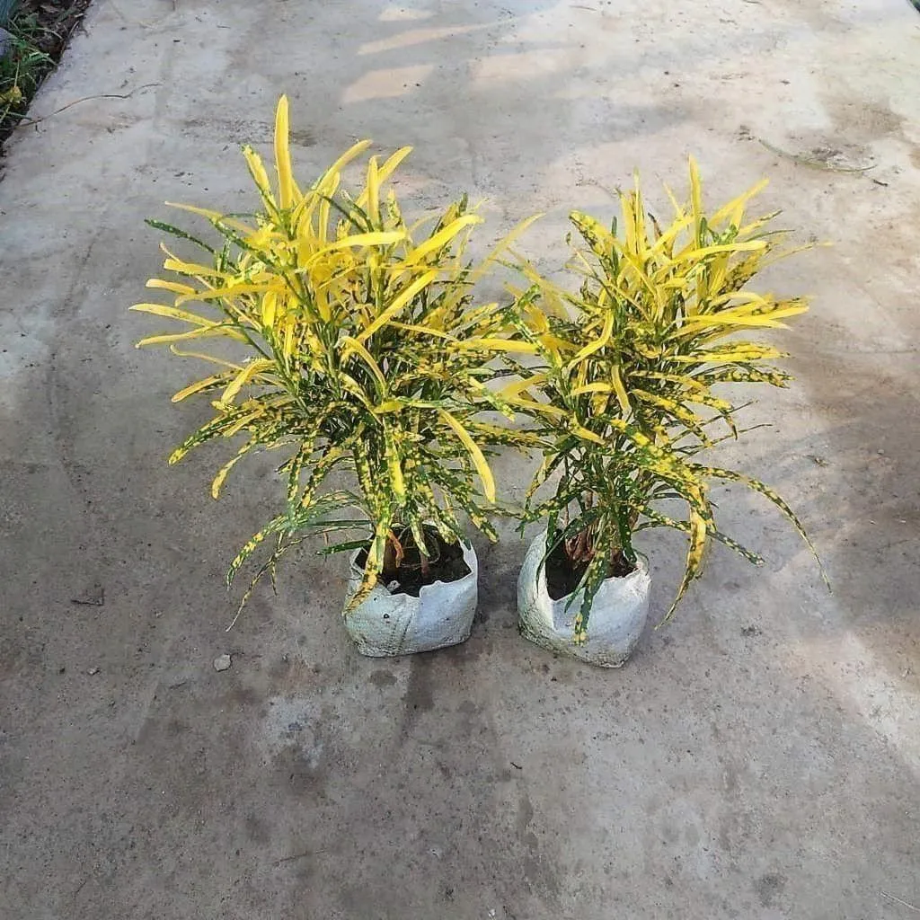 Set of 2 - Chironji Croton in 4 Inch Nursery Bag