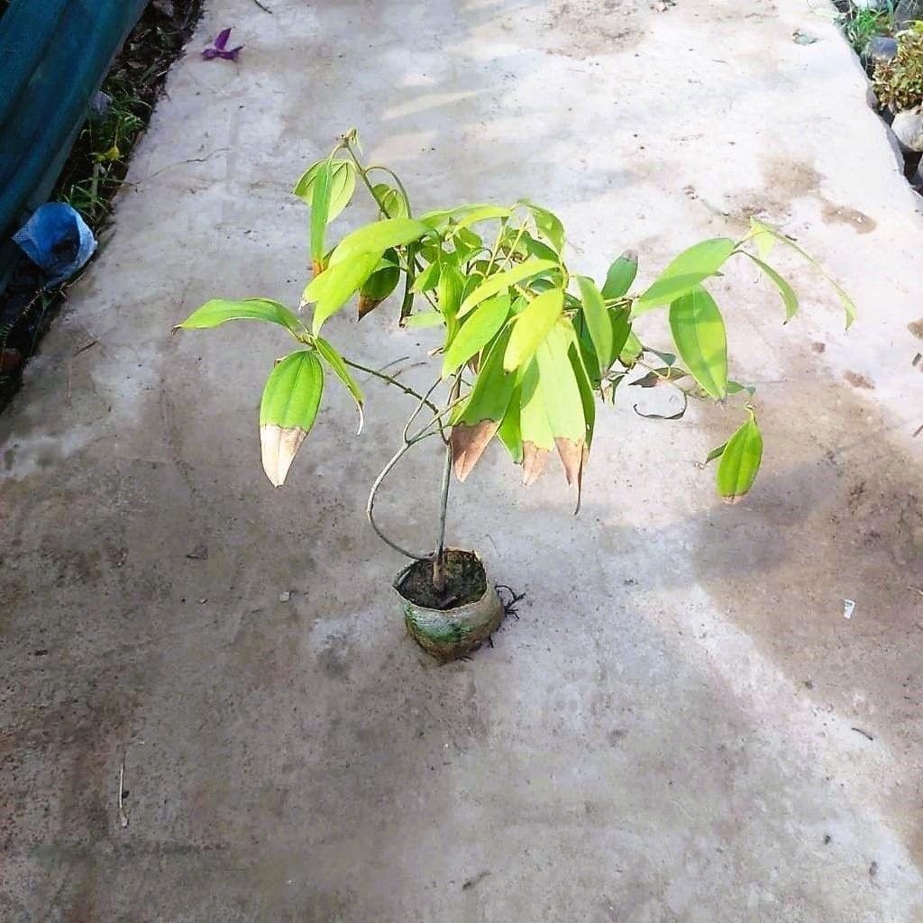 Tej Patta / Bay Leaf in 5 Inch Nursery Bag