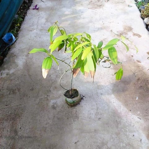 Tej Patta / Bay Leaf in 5 Inch Nursery Bag