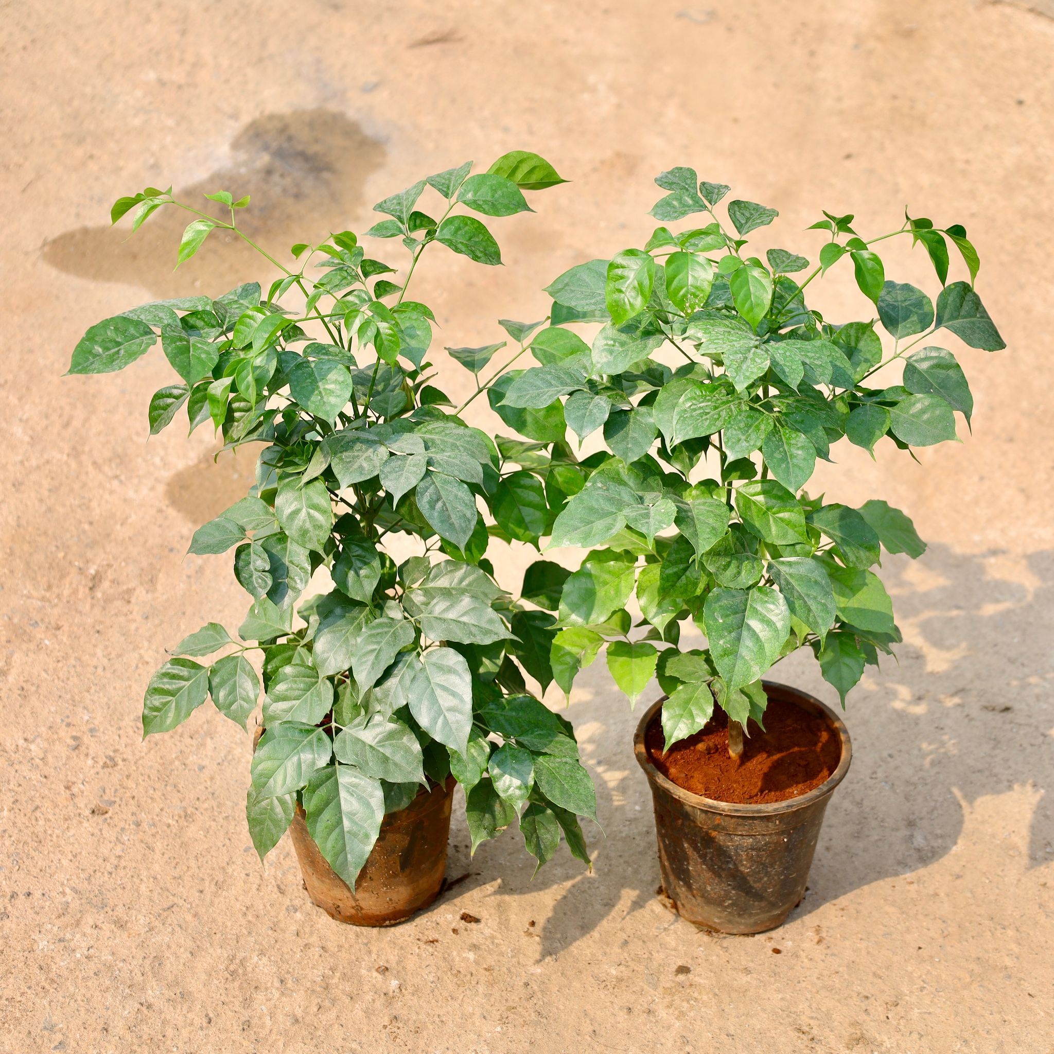 Set of 2 - China Doll / Radermachera in 6 Inch Nursery Pot