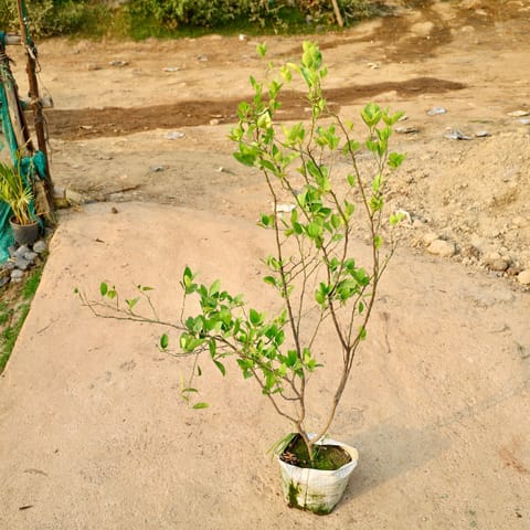 Nimboo / Lemon Plant (All Season) in 10 Inch Nursery Bag
