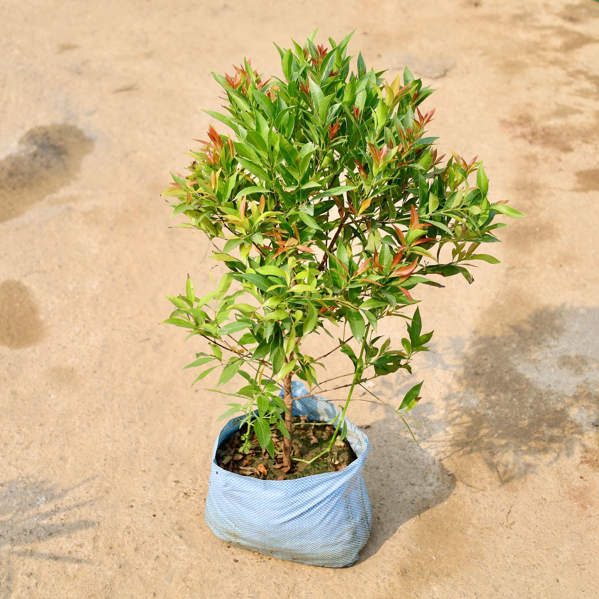 Syzygium in 10 Inch Nursery Bag