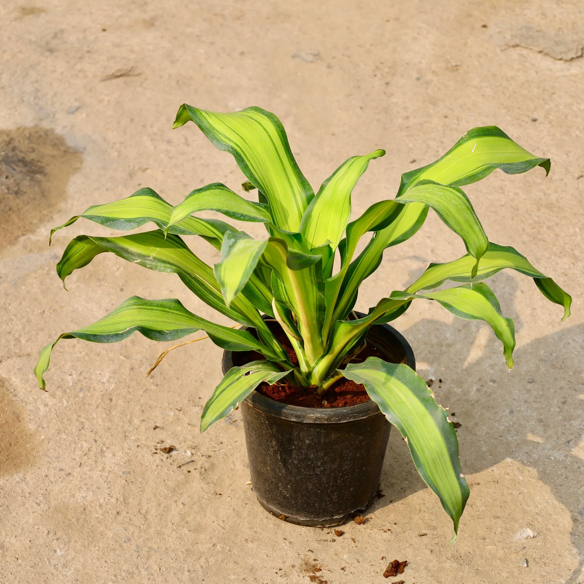 Dracaena Dara Singh in 8 Inch Nursery Pot
