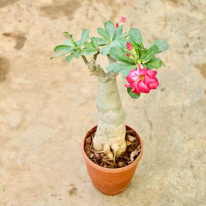 Buy Adenium Grafted (Any Colour) in 6 Inch Nursery Pot Online | Urvann.com