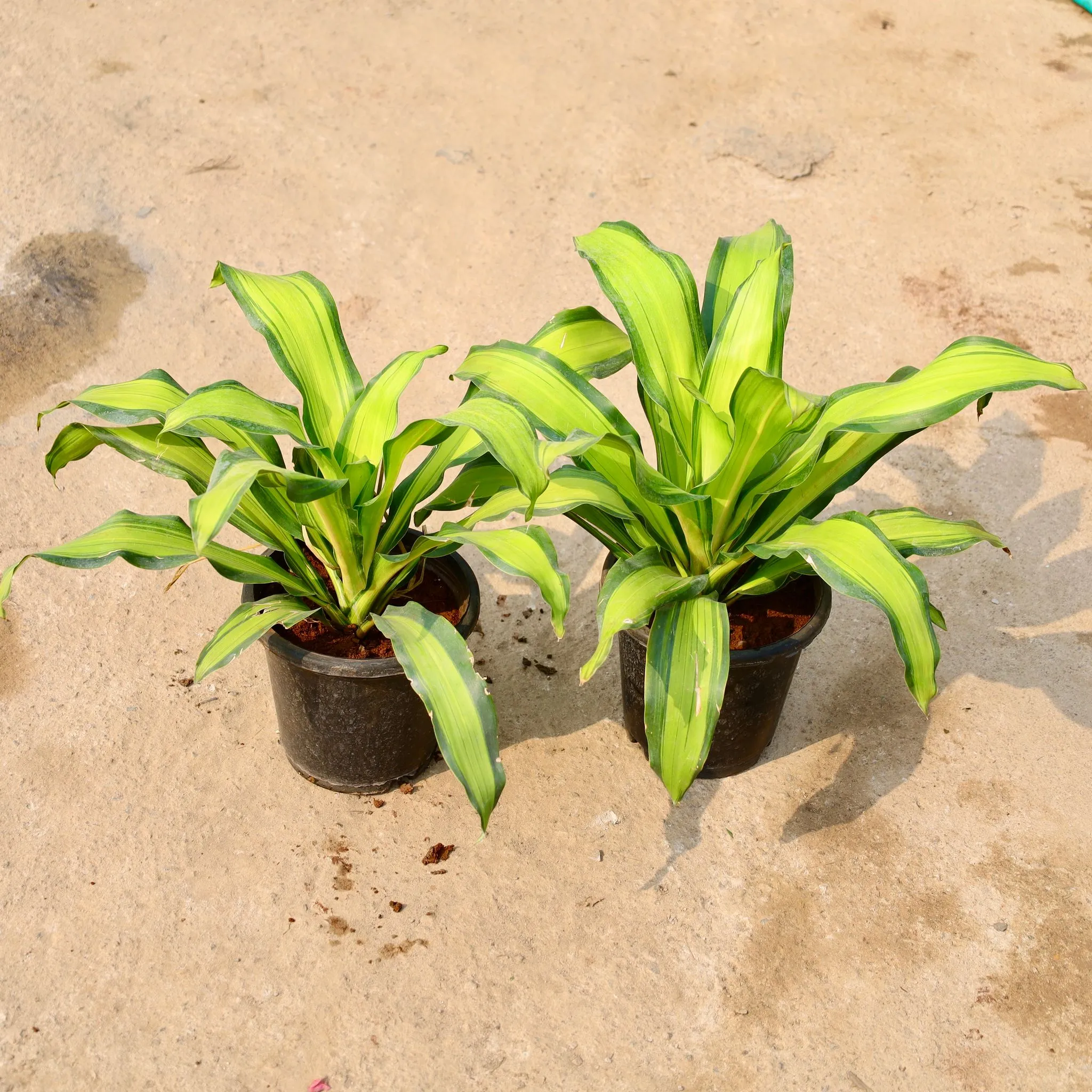Air Purifying - Set of 2 - Dracaena Dara Singh in 8 Inch Nursery Pot