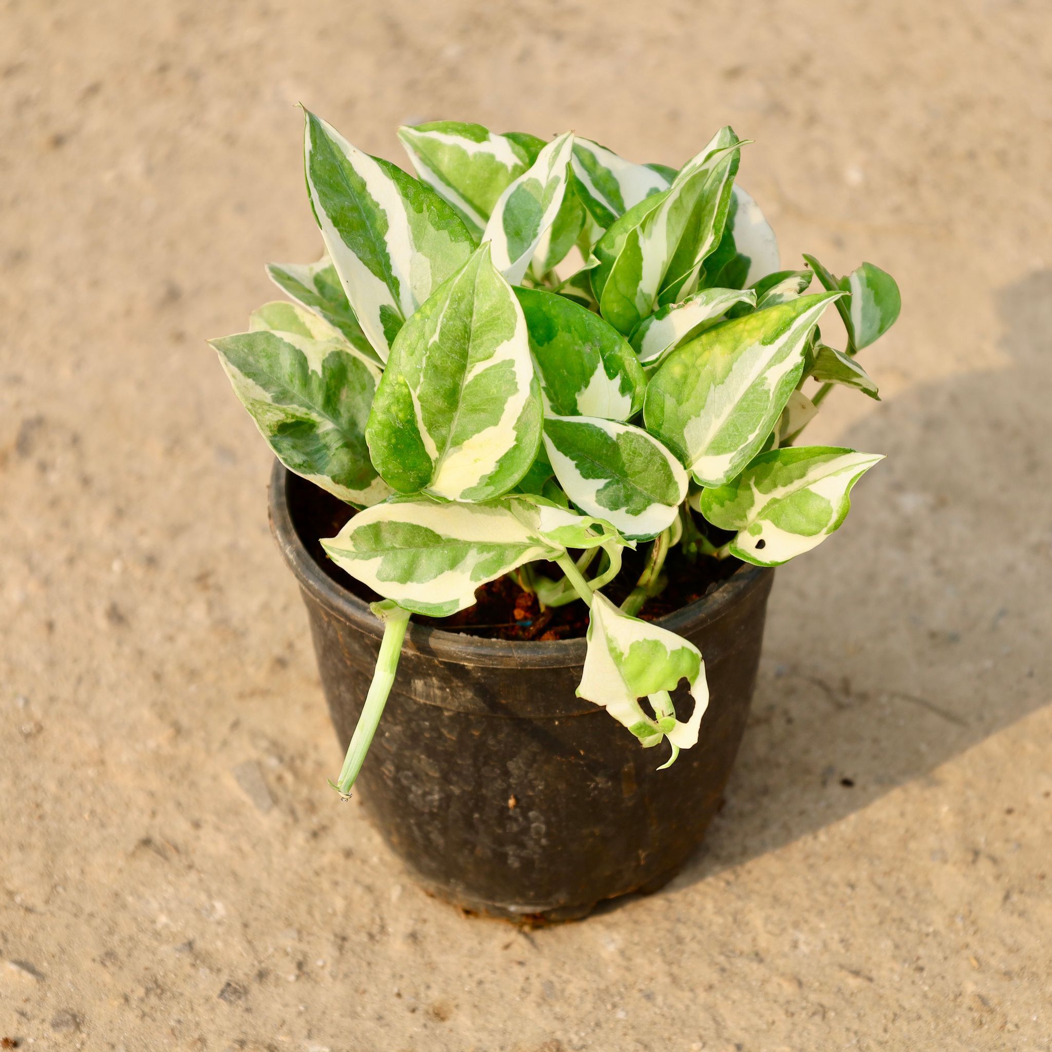 Money Plant N'joy in 4 Inch Nursery Pot