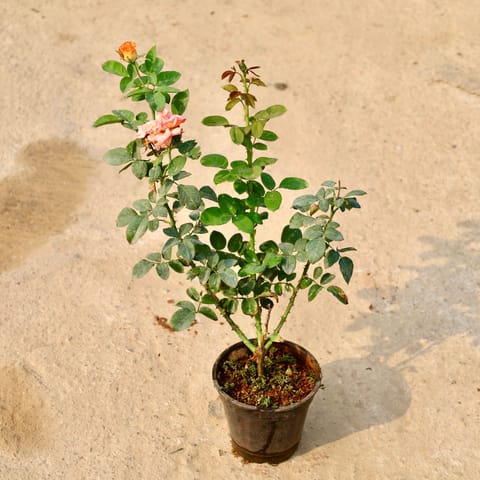Rose (Any Colour) in 6 Inch Nursery Pot