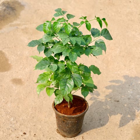 China Doll / Radermachera in 8 Inch Nursery Pot