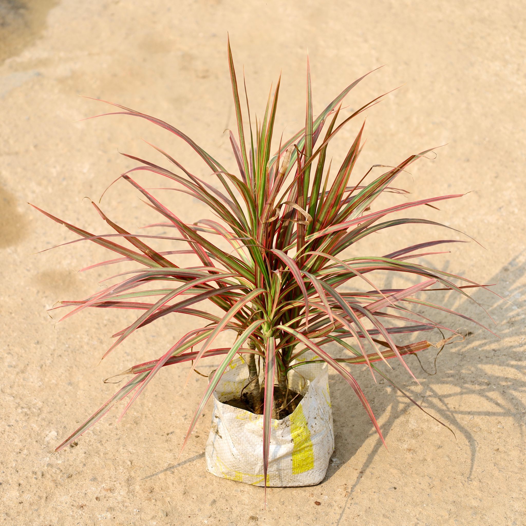 Air Purifying - Dracaena Chloroma in 8 Inch Nursery Bag