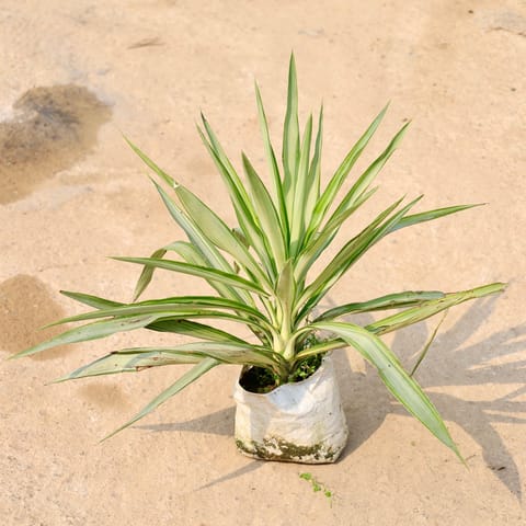Silver Yucca in 8 Inch Nursery Bag