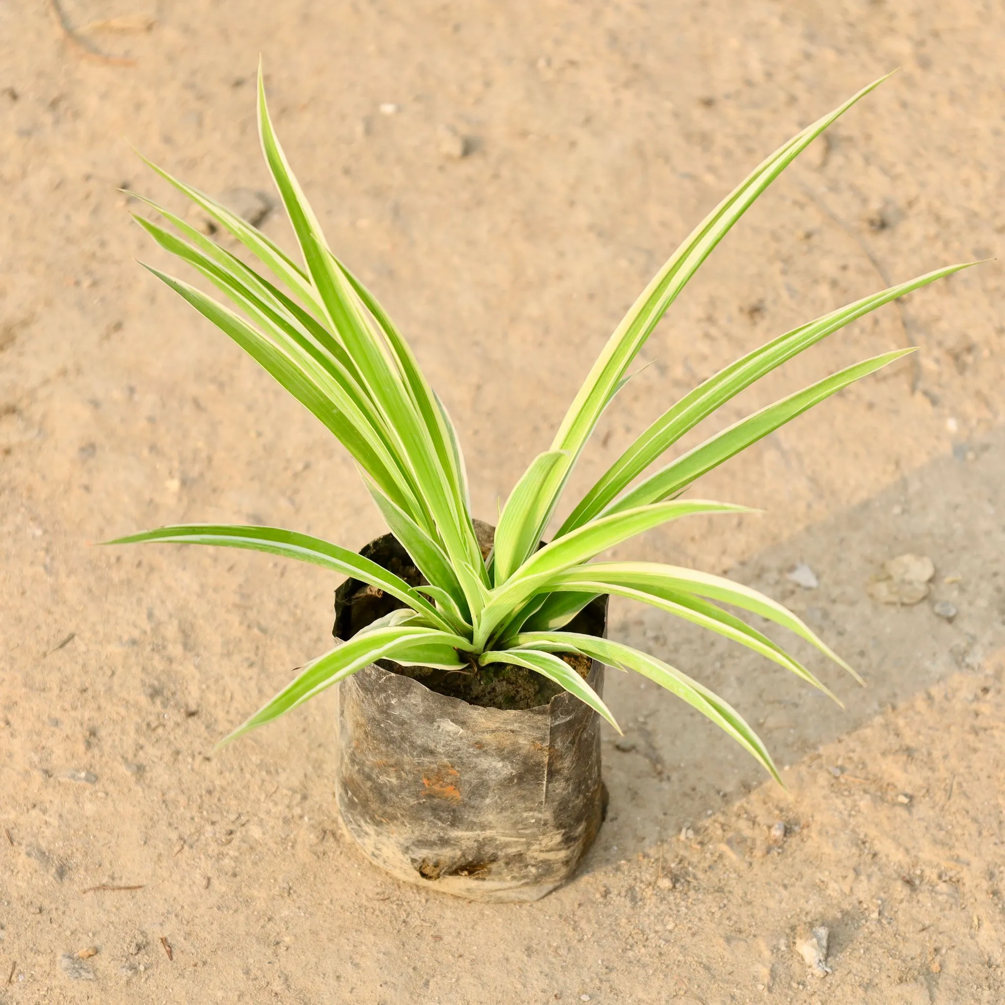 Spider Plant in 4 Inch Nursery Bag