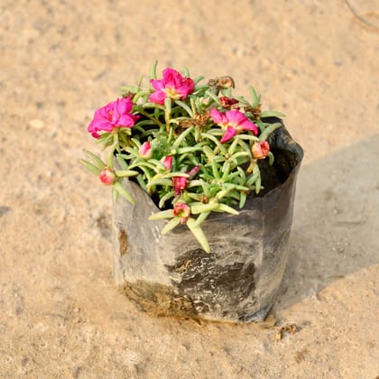 Buy Potulaca Moss Rose(Any Colour) in 4 Inch Nursery Bag Online | Urvann.com