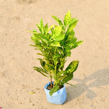 Buy Baby Croton in 4 Inch Nursery Bag Online | Urvann.com