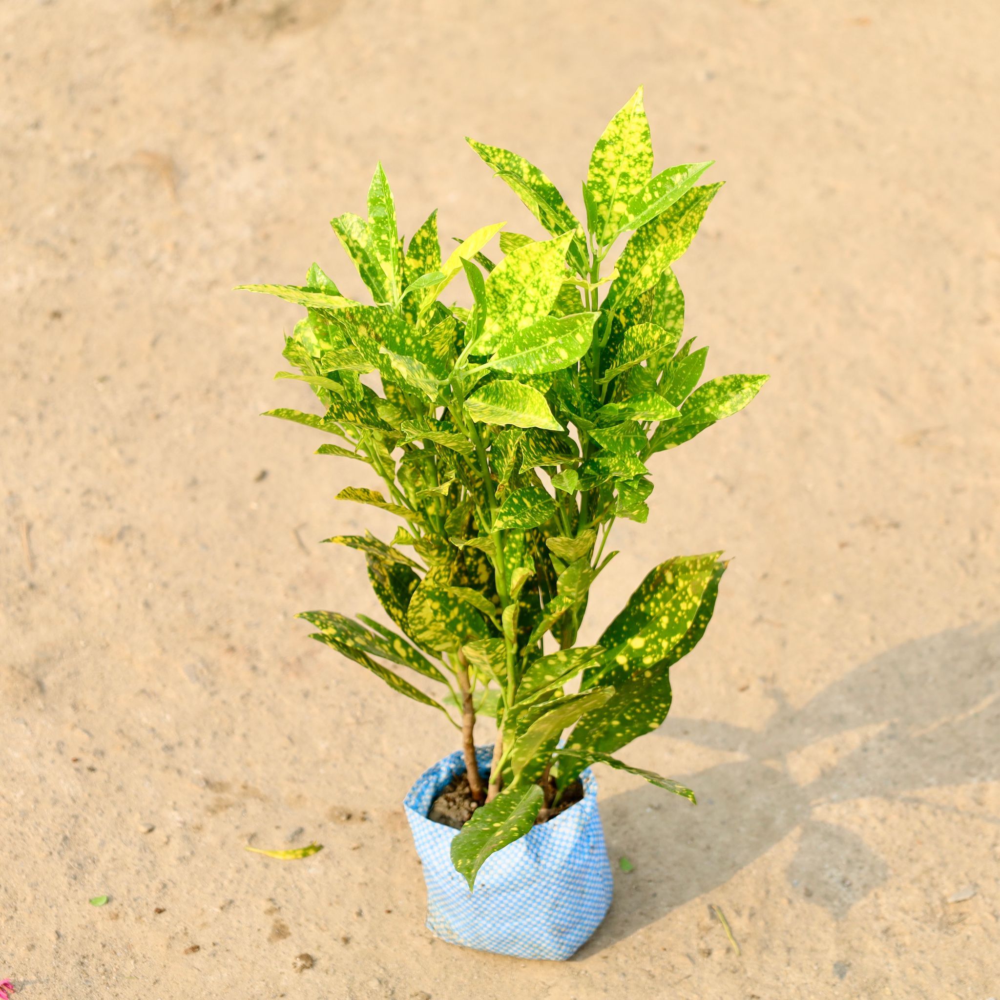 Baby Croton in 4 Inch Nursery Bag