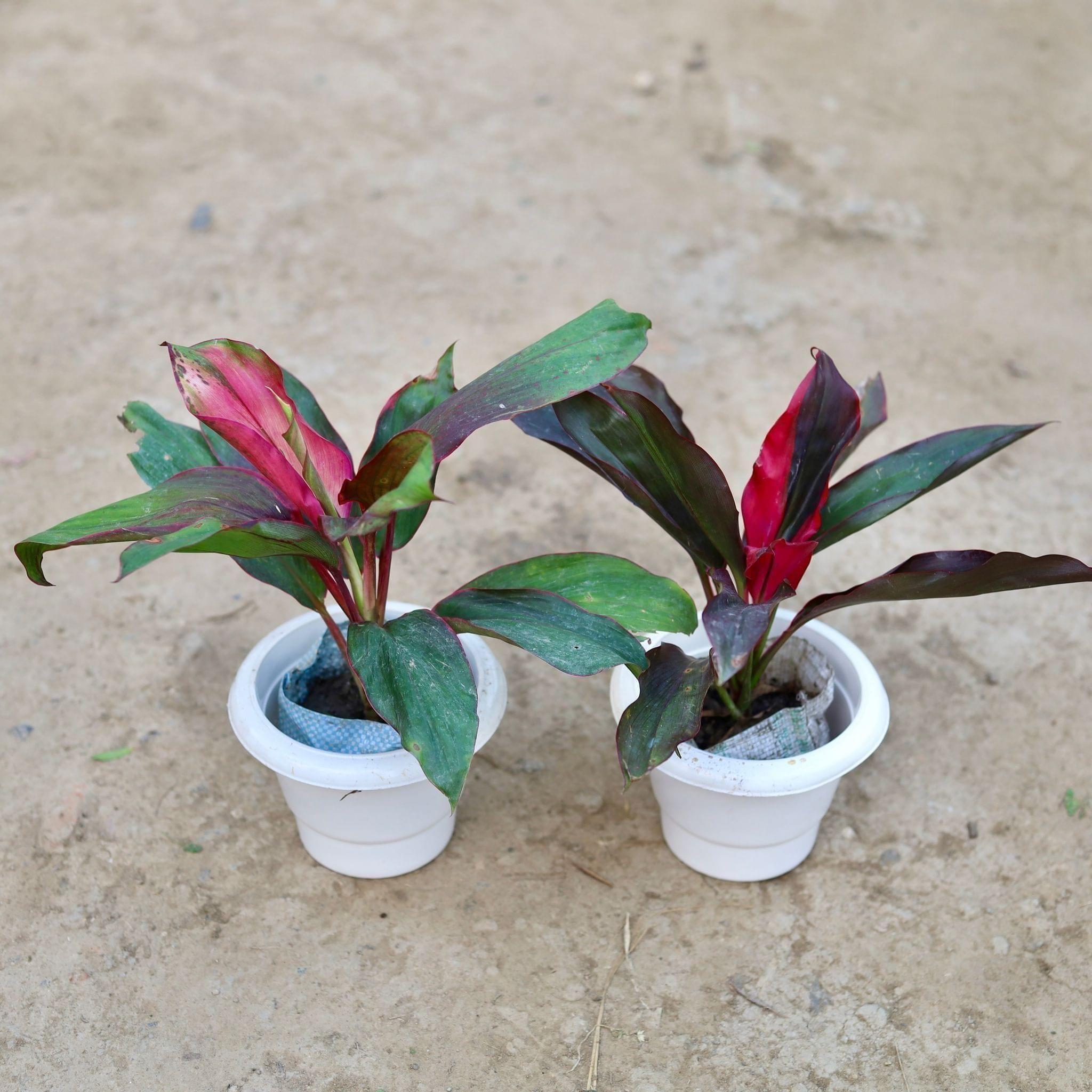 Set of 2 - Dracaena (Rosea & Kedarnath) in 6 Inch Classy White Plastic Pot