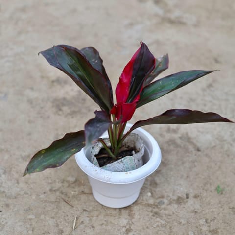 Dracaena Rosea in 6 Inch Classy White Plastic Pot