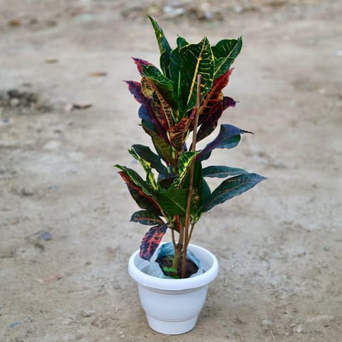 Croton Petra in 10 Inch Classy White Plastic Pot