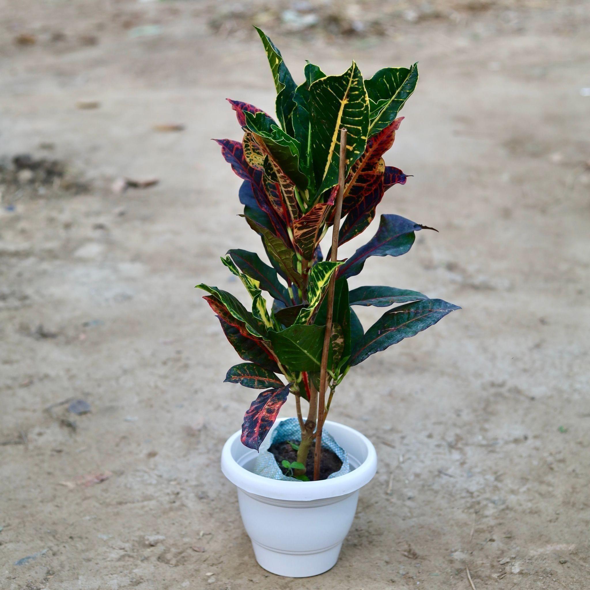 Croton Petra in 10 Inch Classy White Plastic Pot