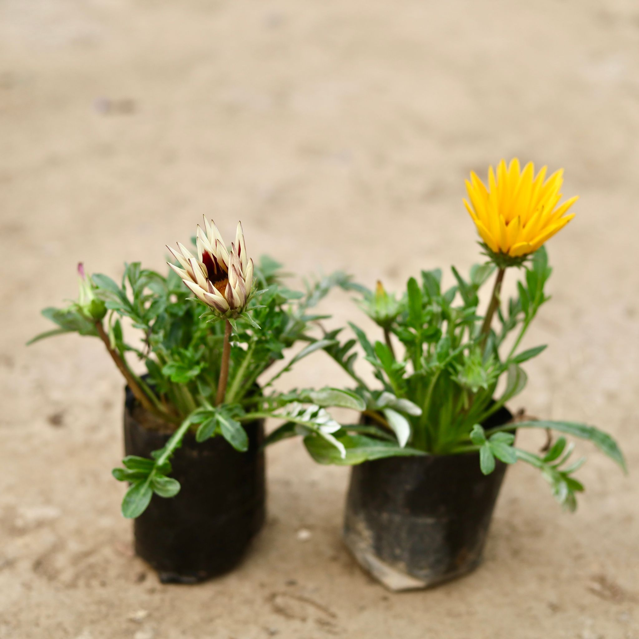 Set of 2 - Gazania (any colour) in 4 Inch Nursery Bag