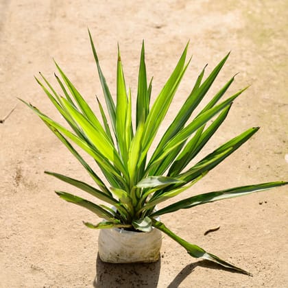 Silver Yucca in 8 Inch Nursery Bag
