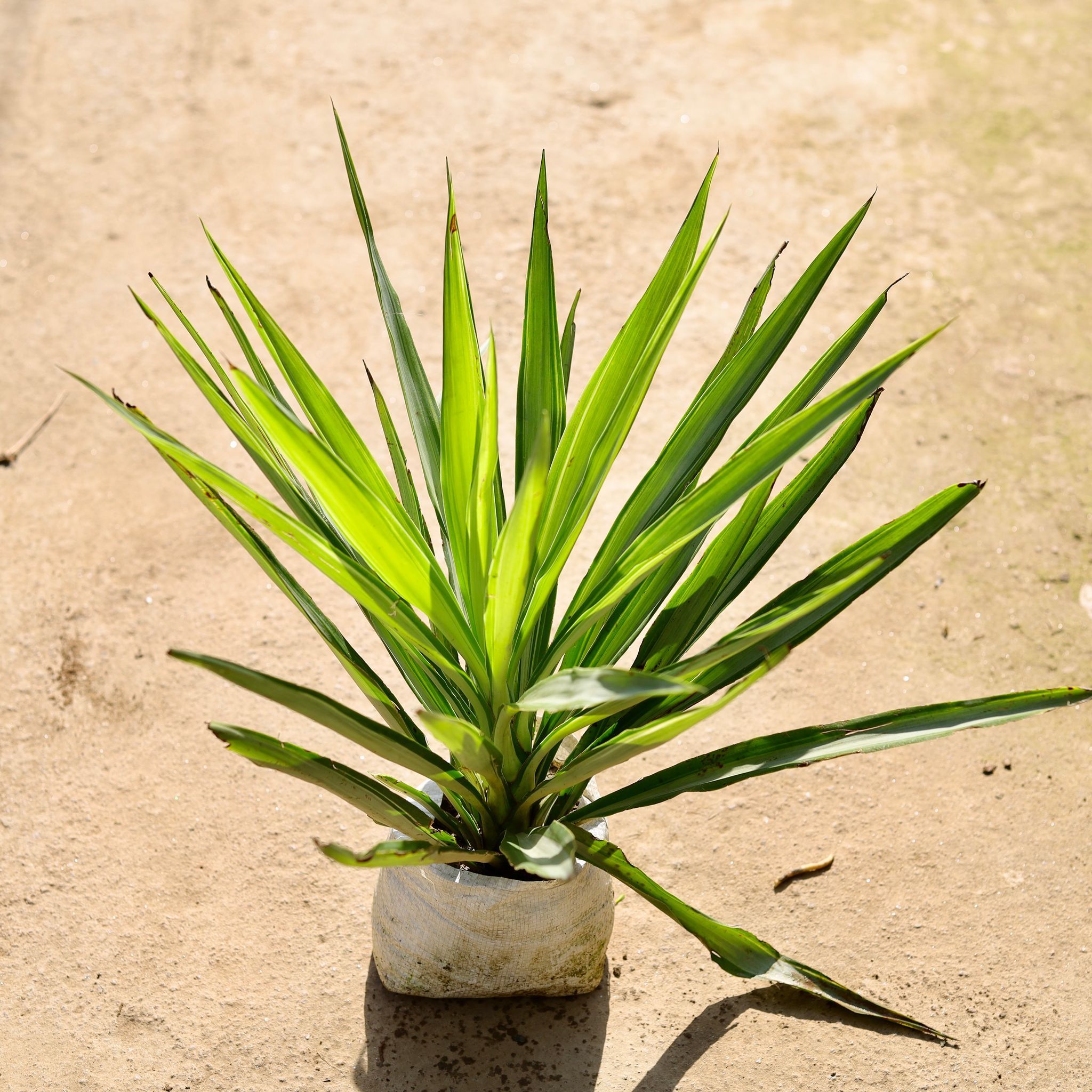 Silver Yucca in 8 Inch Nursery Bag