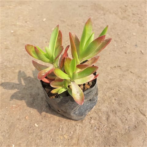 Sedum Comphire Succulent in 3 Inch Nursery Bag