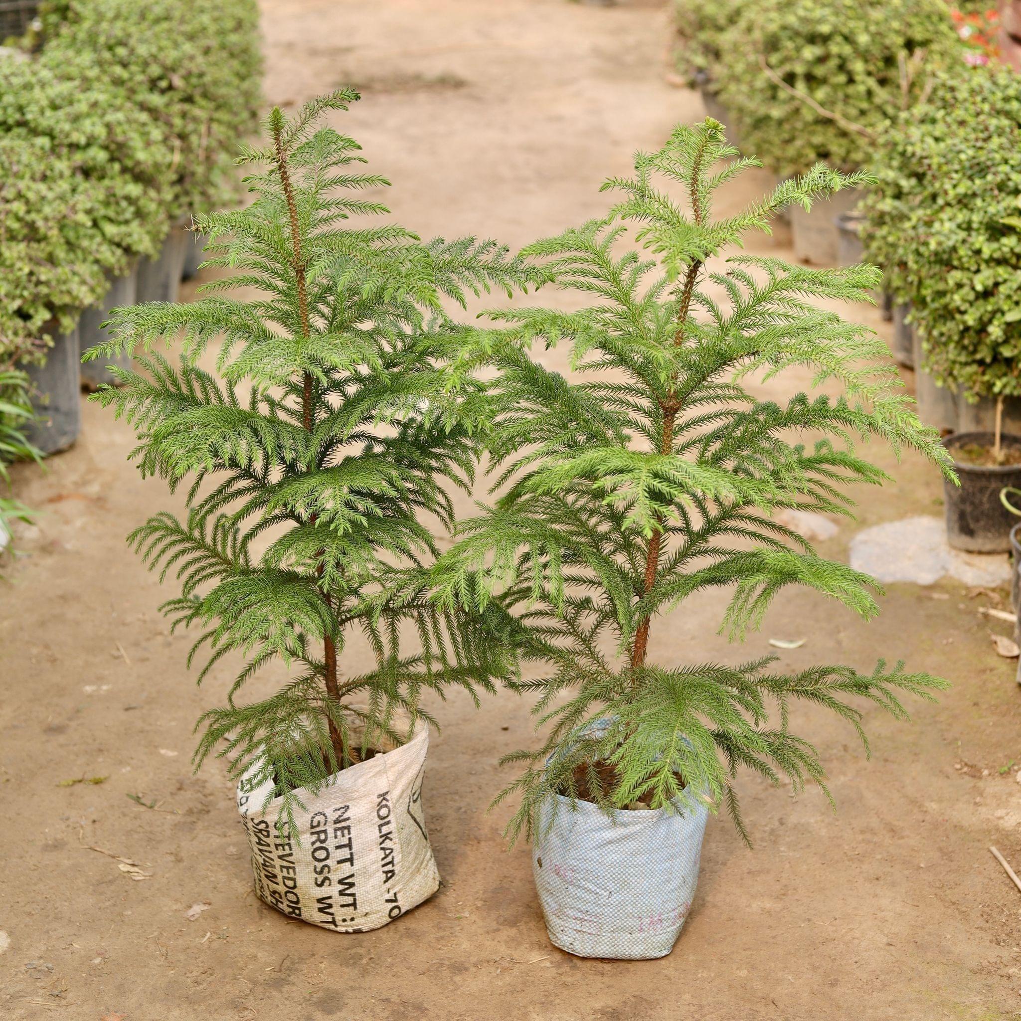 Set of 2 - Araucaria / Christmas Tree in 8 Inch Nursery Bag
